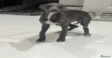 Whippet dogs - Advert 5