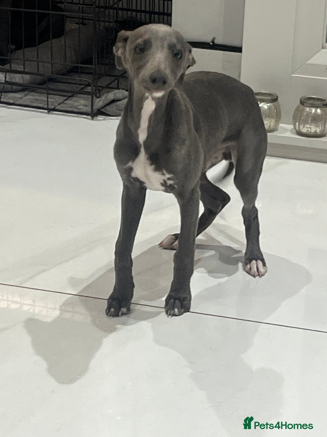 Whippet dogs for sale: Blue boy kc reg fully vaccinated and microchip  - Image 2
