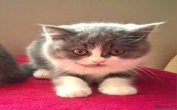 British Shorthair cats for sale: British Shorthair  - Image 5