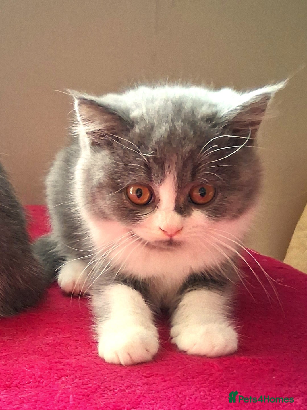 British Shorthair cats for sale: British Shorthair  - Image 5