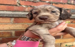 Cocker Spaniel dogs for sale: 3 male cocker spaniel pups  - Image 14