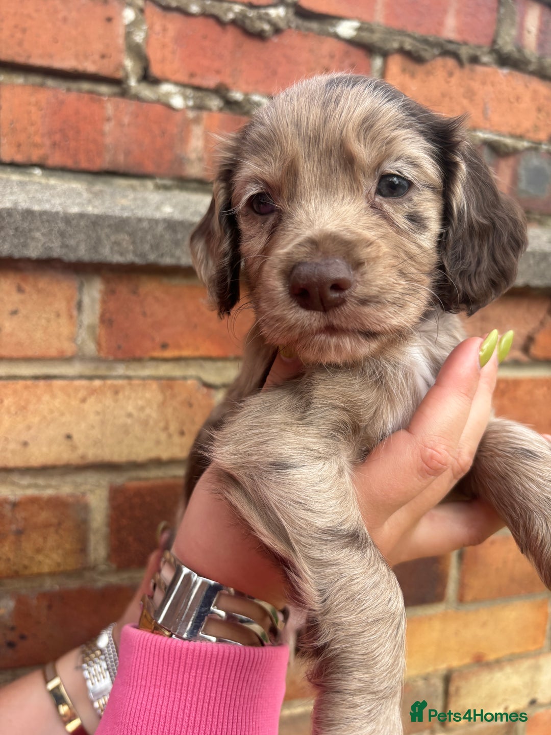 Cocker Spaniel dogs for sale: 3 male cocker spaniel pups  - Image 14