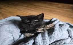 Mixed Breed cats for sale: Beautiful kittens 8 weeks old  - Image 3