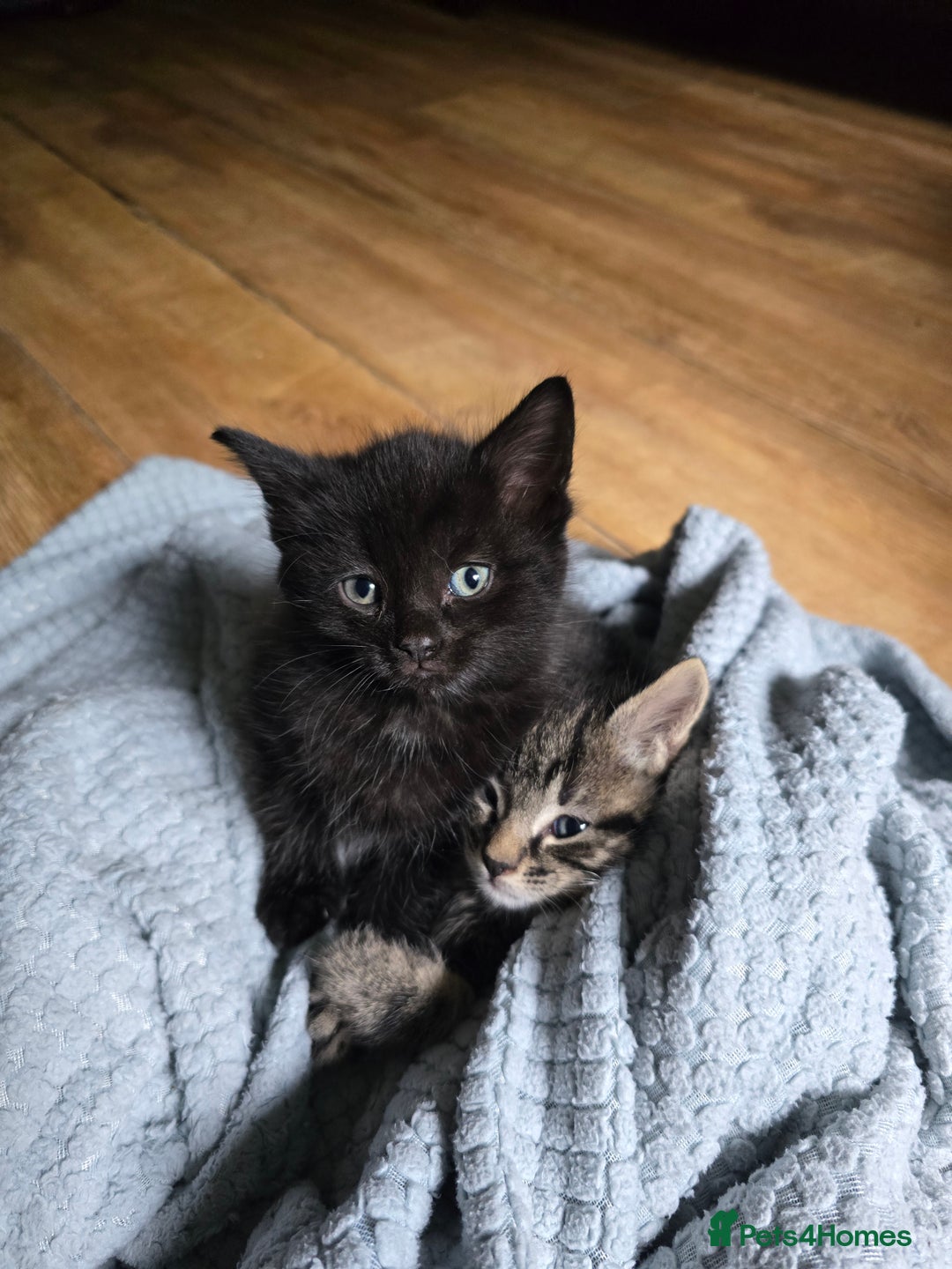 Mixed Breed cats for sale: Beautiful kittens 8 weeks old  - Image 3