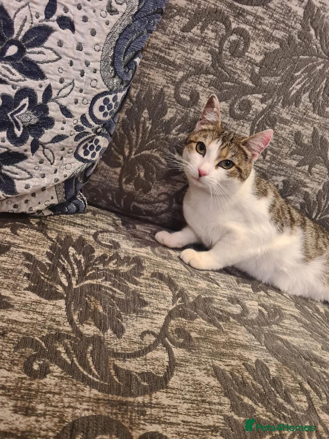 Mixed Breed cats for sale: Mixed Breed  in Dewsbury - Advert 1