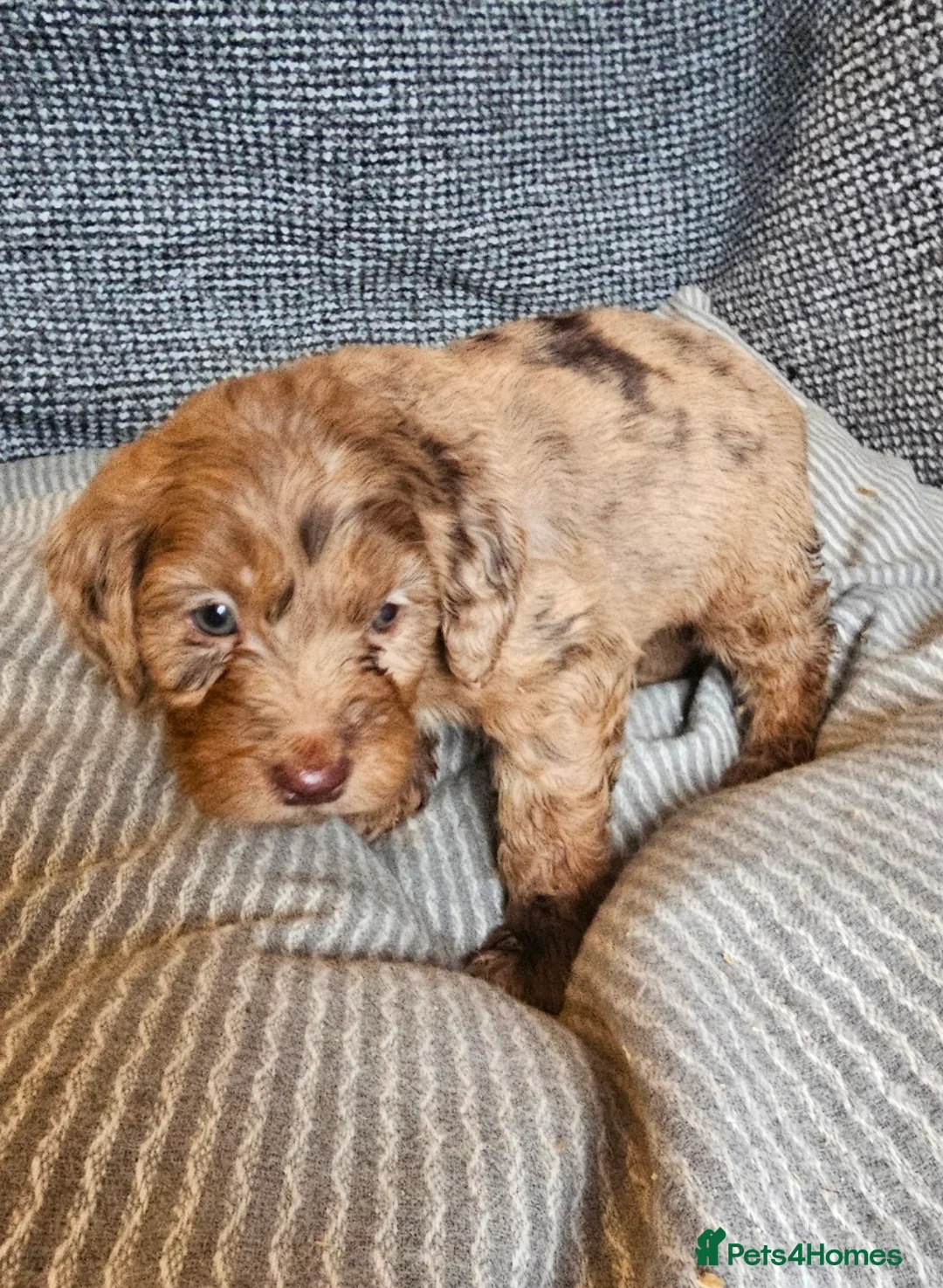 Cockapoo dogs for sale: Cockerapoo puppies merle F1 - Advert 4