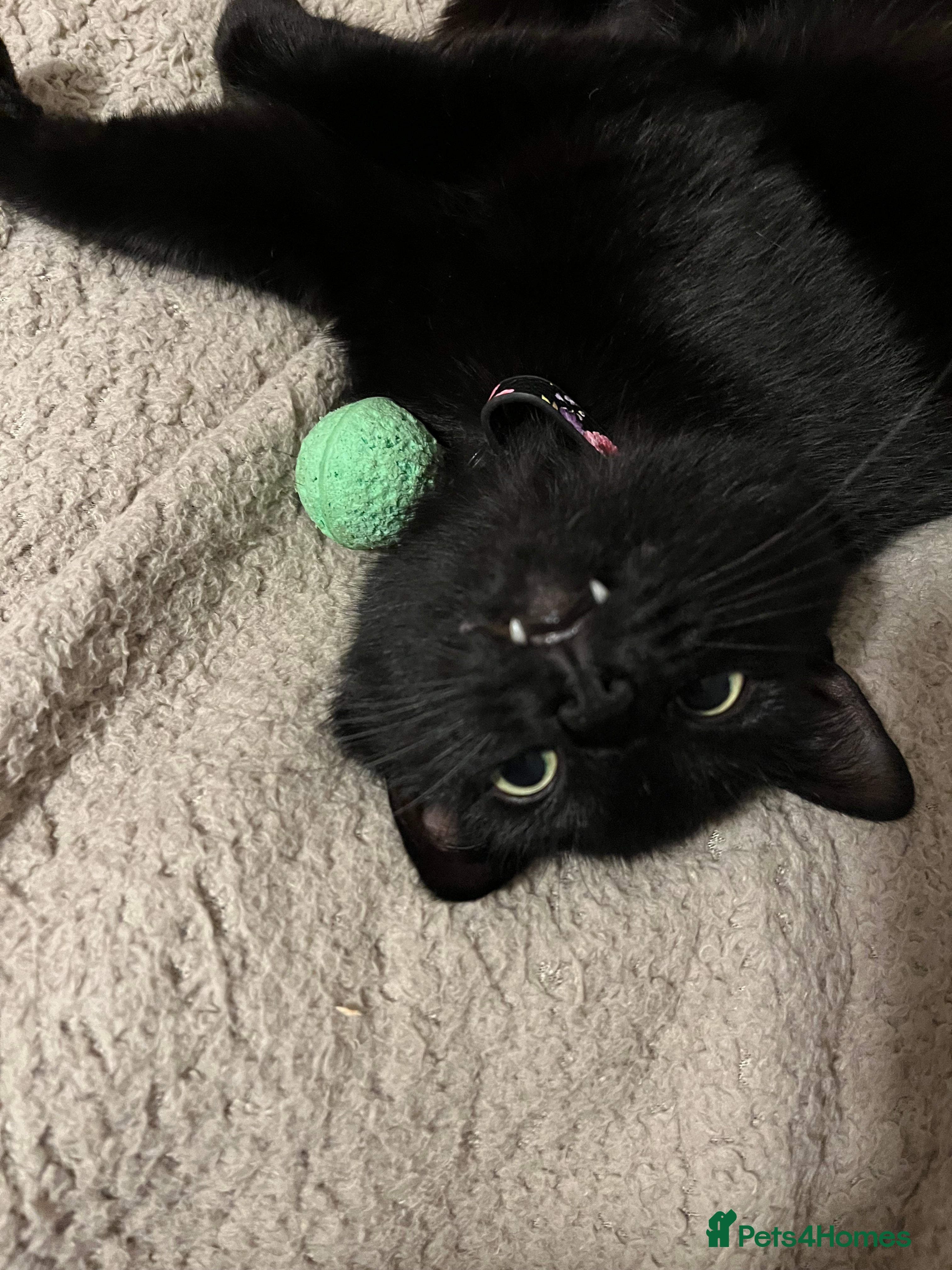 Domestic Shorthair cats Female cat - Advert 6