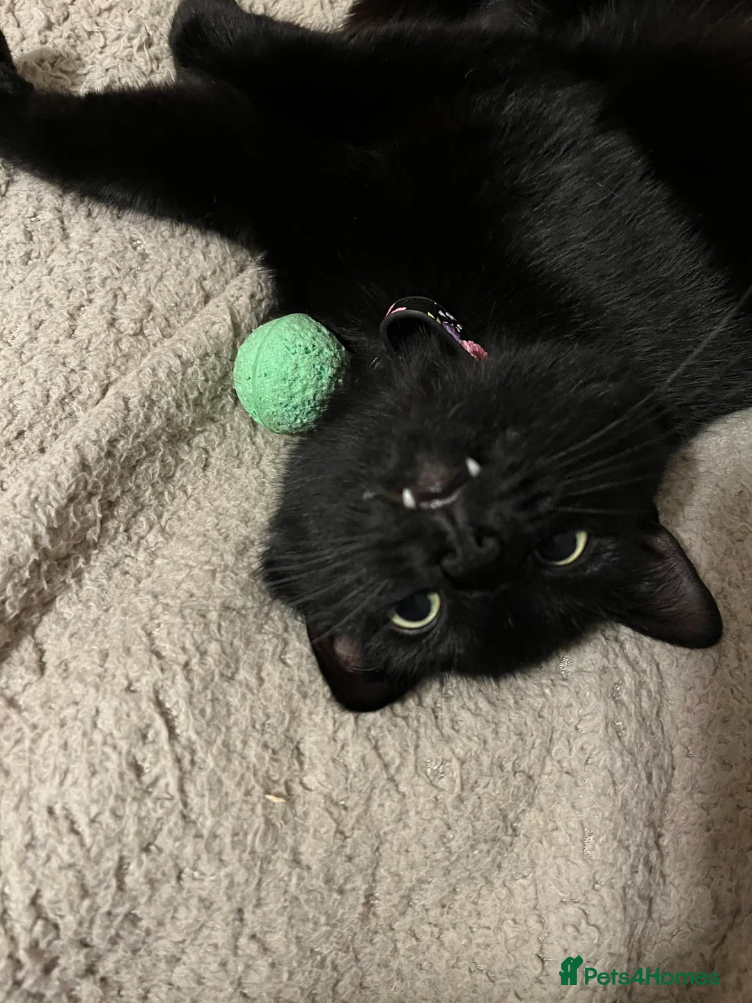 Domestic Shorthair cats for sale: Female cat - Advert 1