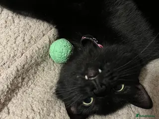 Domestic Shorthair cats Female cat - Advert 6