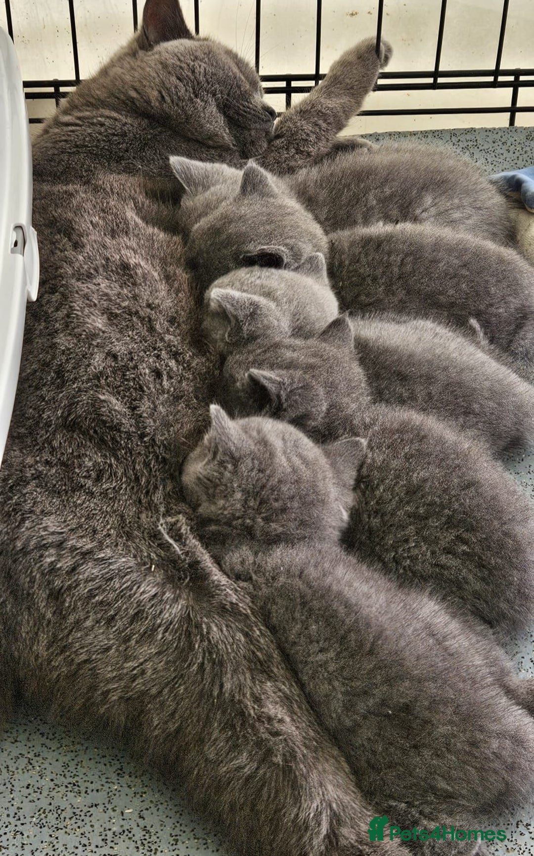 British Shorthair cats for sale: BEAUTIFUL PEDIGREE BRITISH SHORT-HAIRED KITTENS  - Advert 2