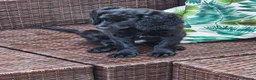 Cockapoo dogs for sale: Last Two Gorgeous Cockapoo Pups - Advert 4