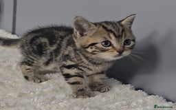 British Shorthair cats for sale: Beautiful gccf registered bsh kittens  - Image 5