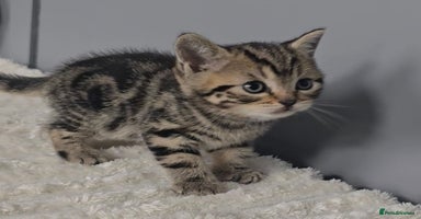British Shorthair cats - Advert 15