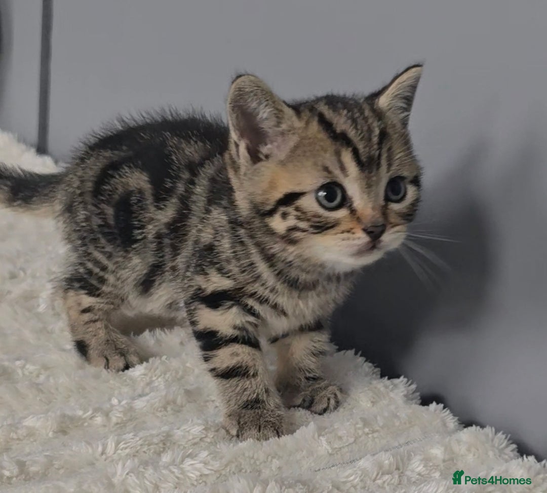 British Shorthair cats for sale: Beautiful gccf registered bsh kittens  - Image 5