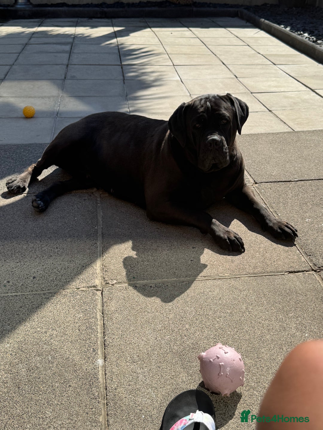 Mixed Breed dogs for sale: Nellie - Image 4