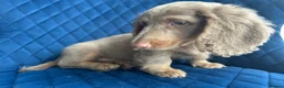 Miniature Dachshund dogs for sale: ✨👑MINI LONG HAIRED DACHSHUND👑✨KC ✨HEALTH TESTED  - Advert 9