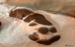 Miniature Dachshund dogs for sale: Stunning Miniature Piebald/Isabella Dachshunds 💙  - Advert 7