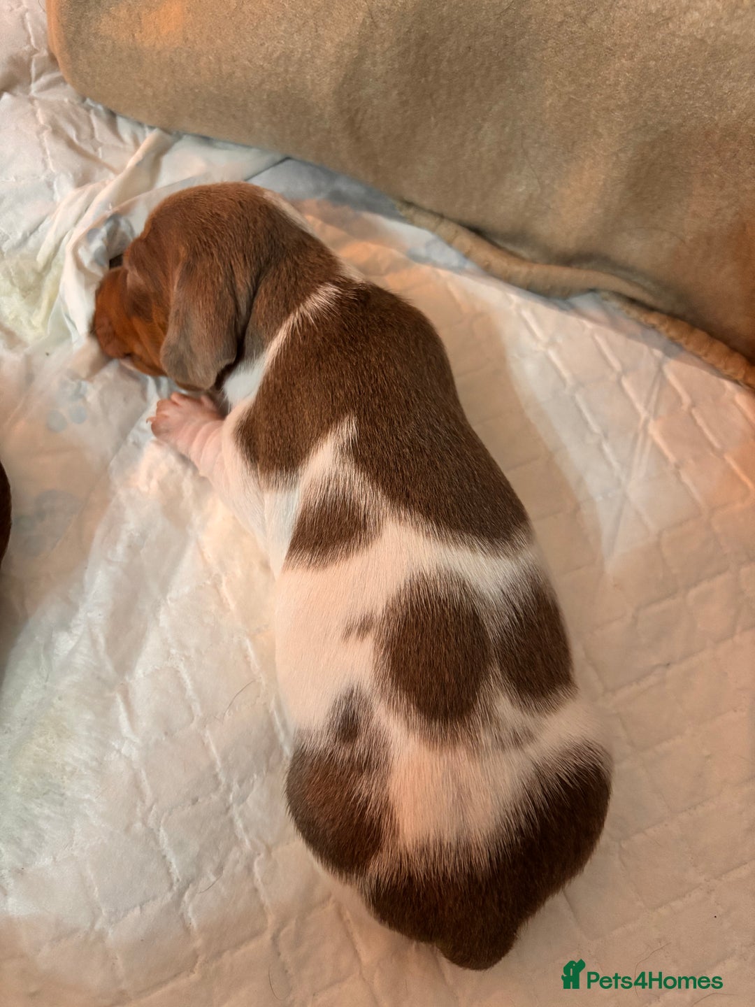 Miniature Dachshund dogs for sale: Stunning Miniature Piebald/Isabella Dachshunds 💙  - Advert 7