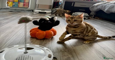 Bengal cats - Advert 12