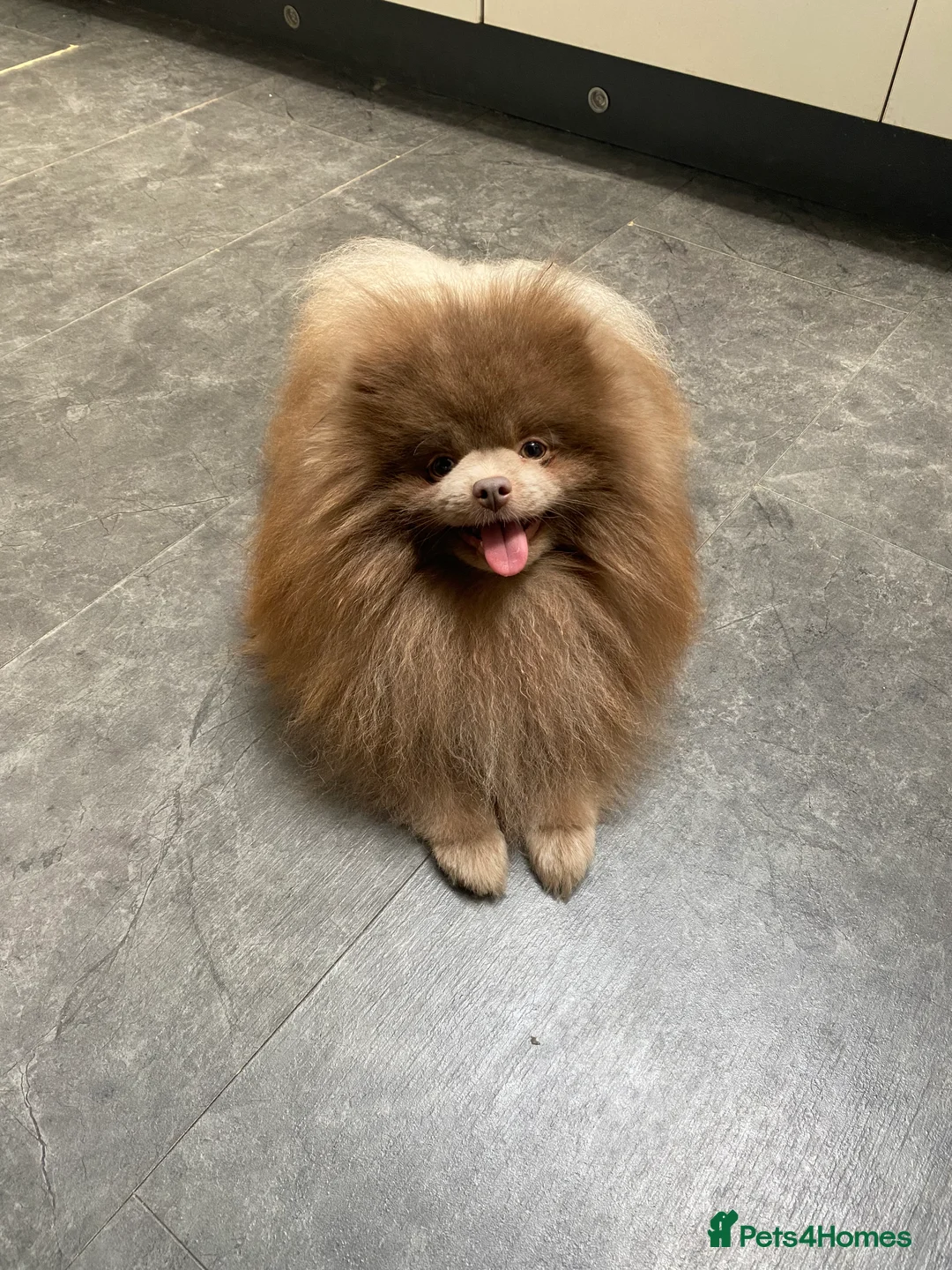 Pomeranian dogs for stud: 🏆 LOTS of champion lines, tiny teddy bear 🧸 in Leeds - Advert 6