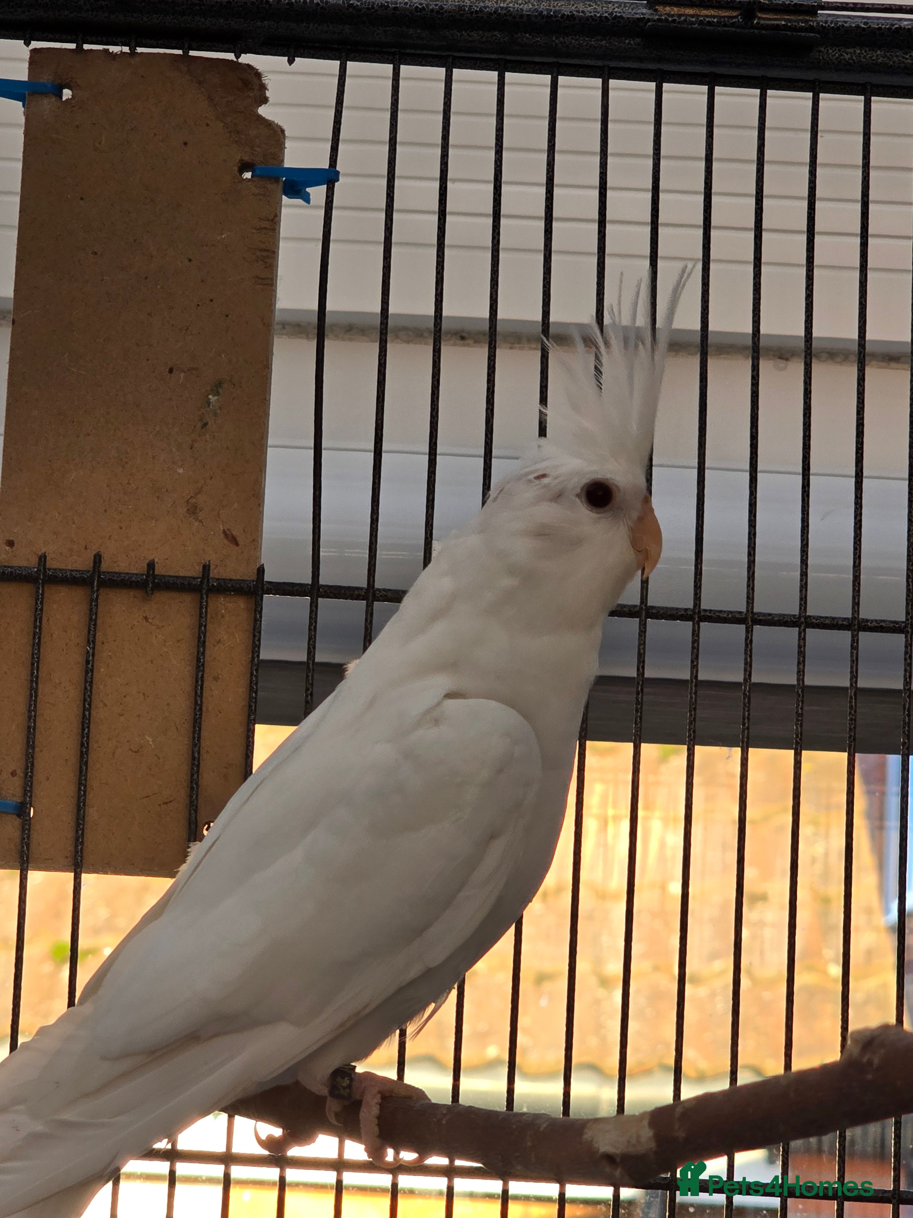 Cockatiels birds Young males and females cockatiels for sale - Advert 5