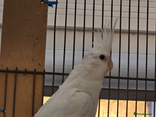 Cockatiels birds Young males and females cockatiels for sale - Advert 5