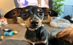 Mixed Breed dogs for sale: Rehoming Chiweenie - 2 Years Old  - Image 1