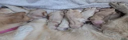 Golden Retriever dogs for sale: KC registered cream golden retriever  - Advert 28