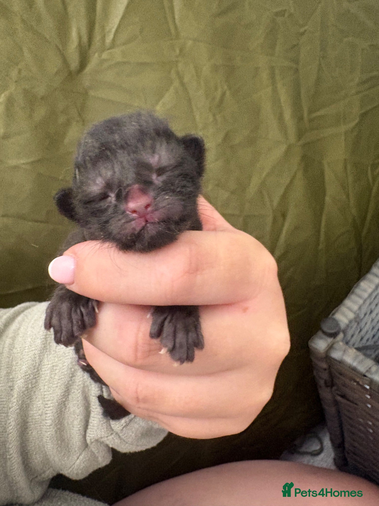 Mixed Breed cats 4 gorgeous kittens X2 tabby X2 black  - Advert 1