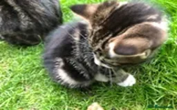 Mixed Breed cats for sale: 2 LEFT: Beautiful kittens in need of good homes - Image 9