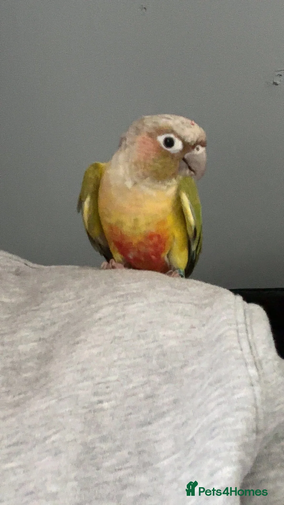 Conures birds for sale: Adult conure and cage  - Advert 1