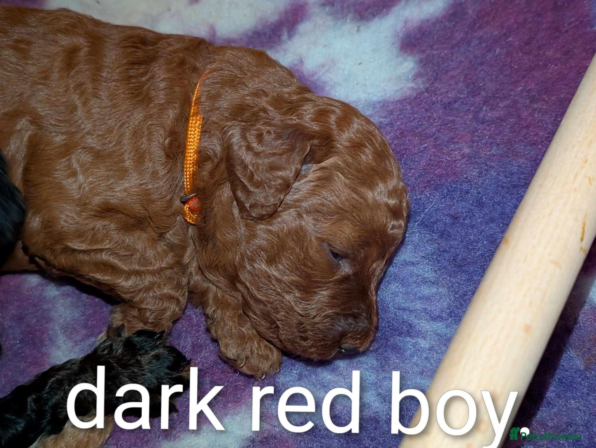 Miniature Poodle dogs Beautiful puppies  - Advert 11