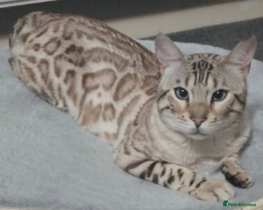 Bengal cats Stunning snow bengal boy  - Advert 4