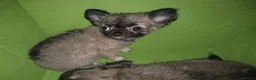 Chihuahua dogs for sale: Quality KC registered puppies  in Chatham - Advert 16
