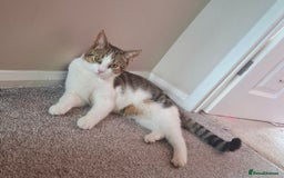 Domestic Shorthair cats for sale: 1 year old cat - Image 3