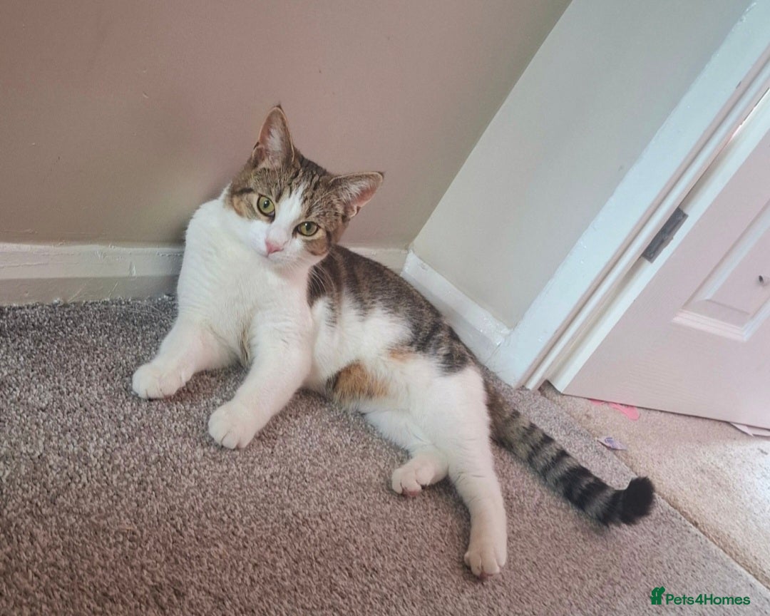 Domestic Shorthair cats for sale: 1 year old cat - Image 3