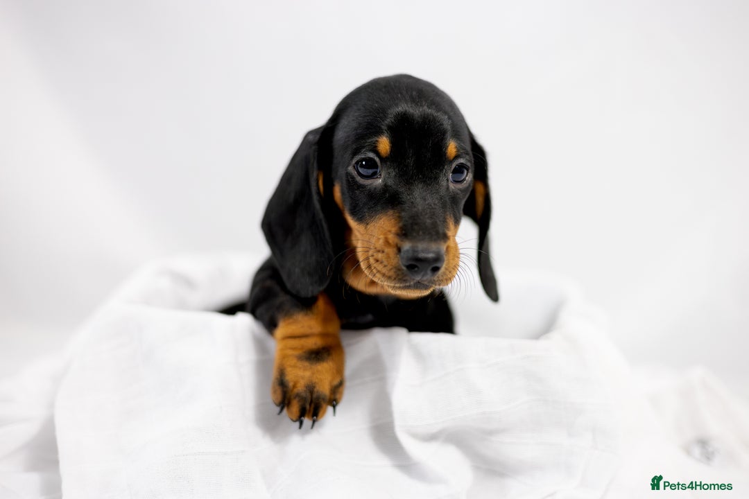 Dachshund dogs for sale: Standard champion bred dachshunds  - Image 8