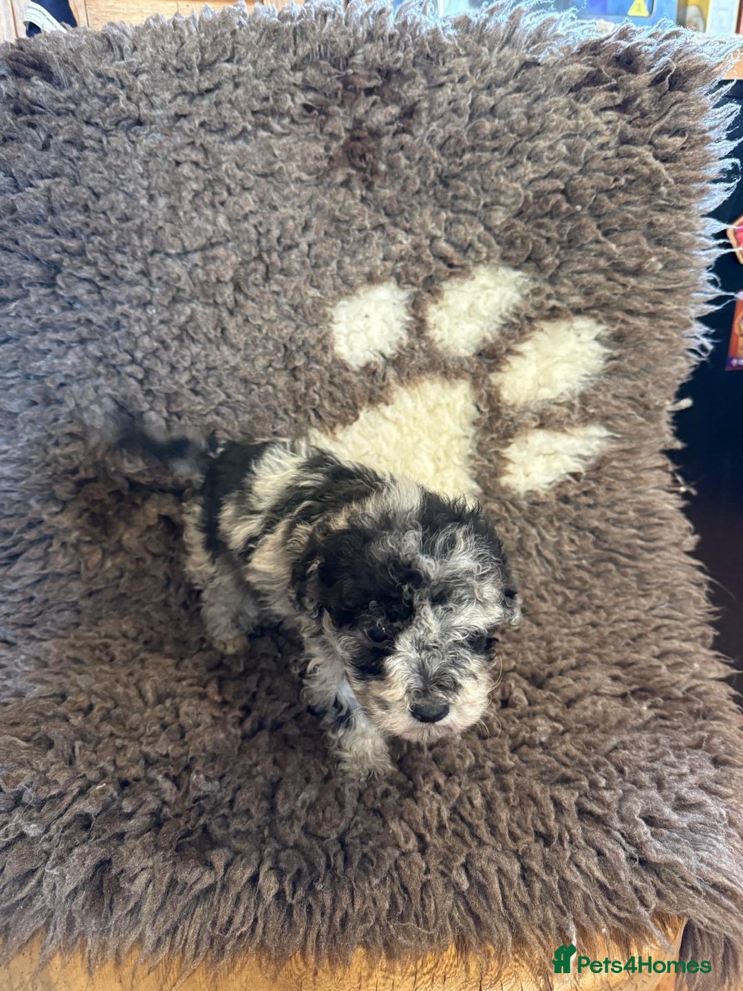 Toy Poodle dogs for sale: Exquisite Toy Poodle pups - Health tested parents - Advert 21