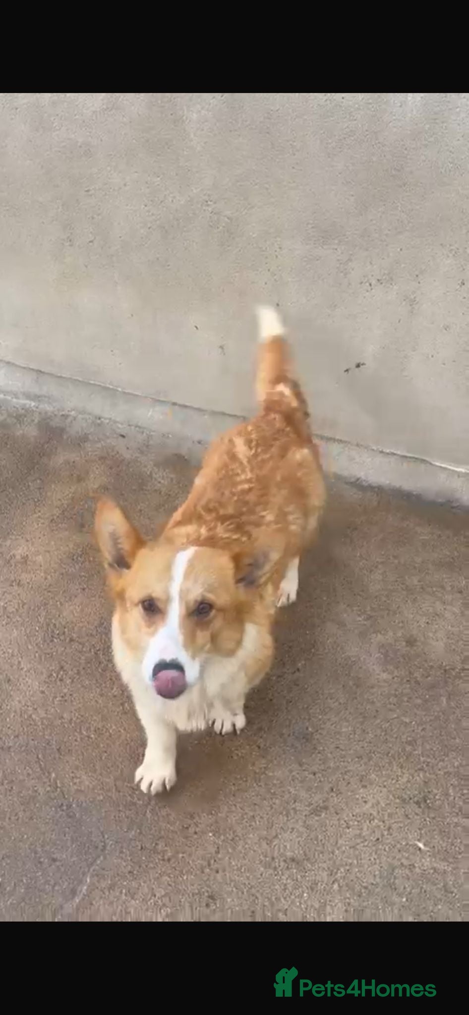 Welsh Corgi Pembroke dogs 2 corgis  - Advert 1