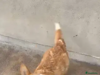 Welsh Corgi Pembroke dogs 2 corgis - Advert 1