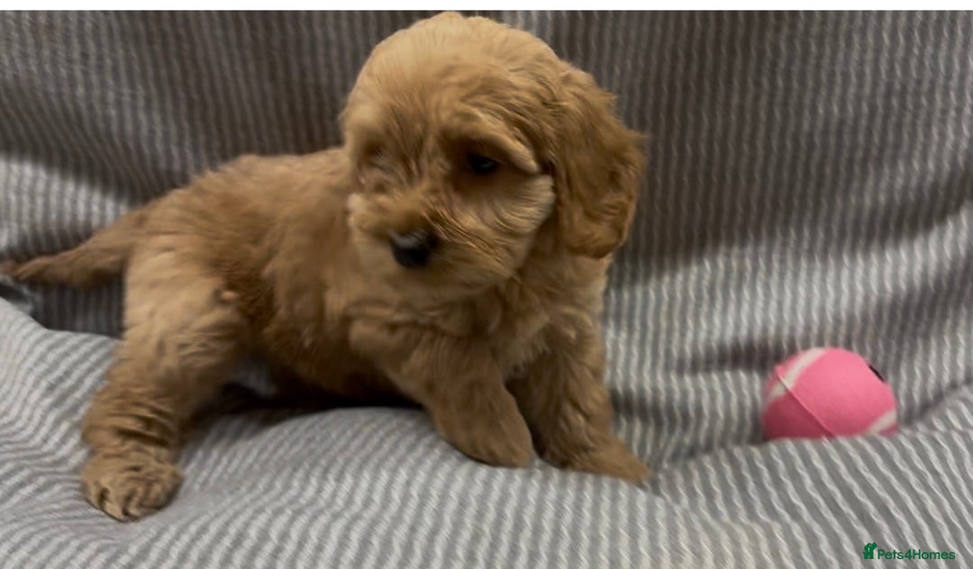 Cockapoo dogs for sale: Beautiful Cockapoo pups looking for forever homes in Treharris - Image 33