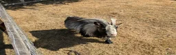 Goats livestock for sale: Pedigree Billy Goat - Advert 5