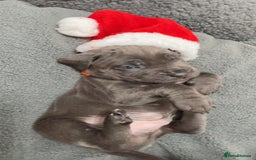 Cane Corso dogs for sale: CANE CORSO TOP QUALITY STRAJANO BLOODLINE FERMINTO - Advert 8