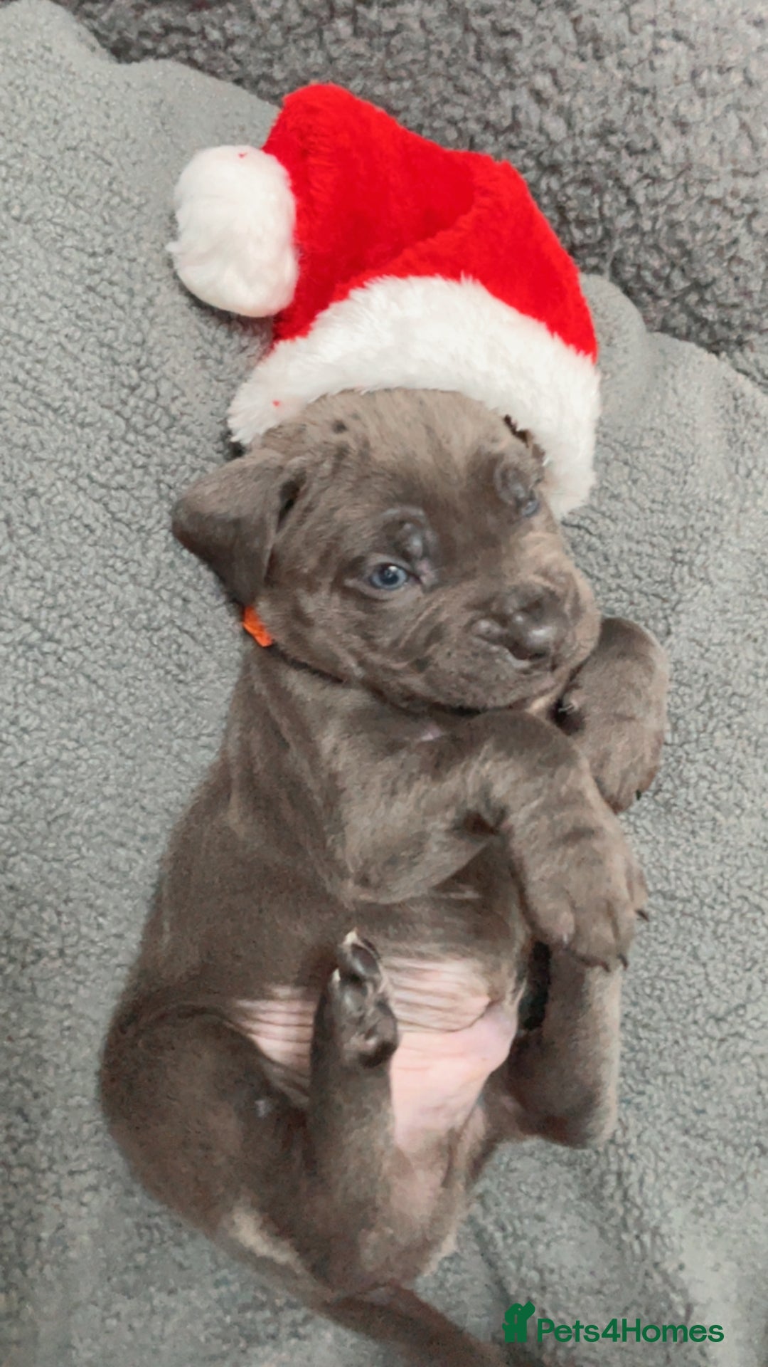 Cane Corso dogs for sale: CANE CORSO TOP QUALITY STRAJANO BLOODLINE FERMINTO - Advert 8