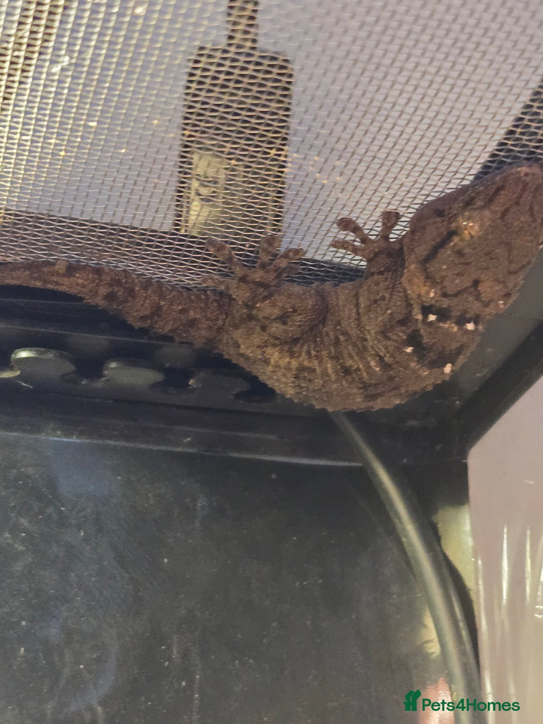 Gecko reptiles for sale: Crocodile Gecko and Vivarium for sale £130 - Advert 19