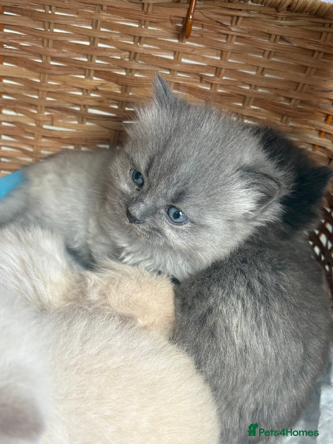 Mixed Breed cats for sale: Kittens  - Image 5