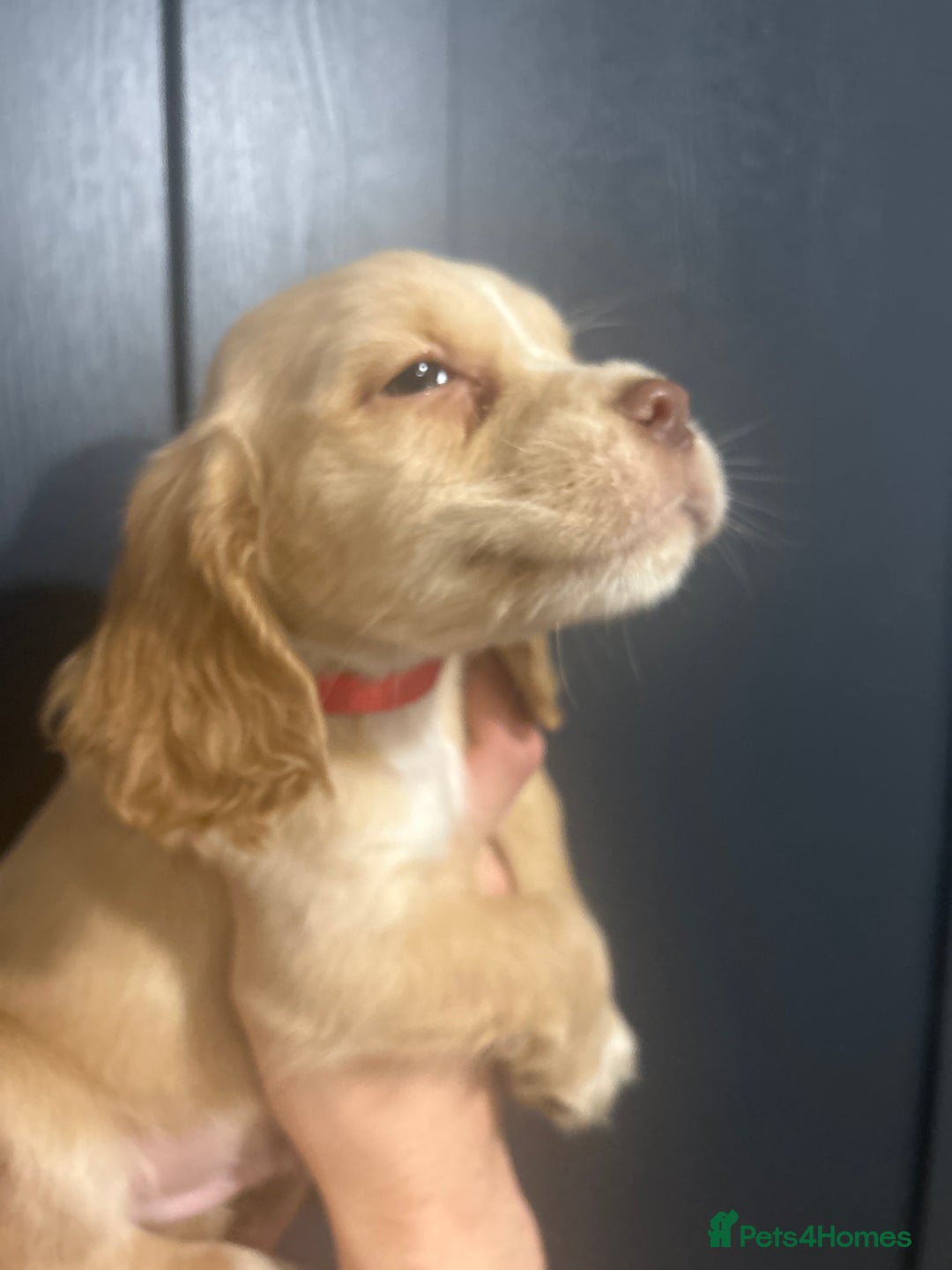 Cocker Spaniel dogs for sale: 3 Cocker Spaniel Puppies. 💙💙💙 - Advert 20