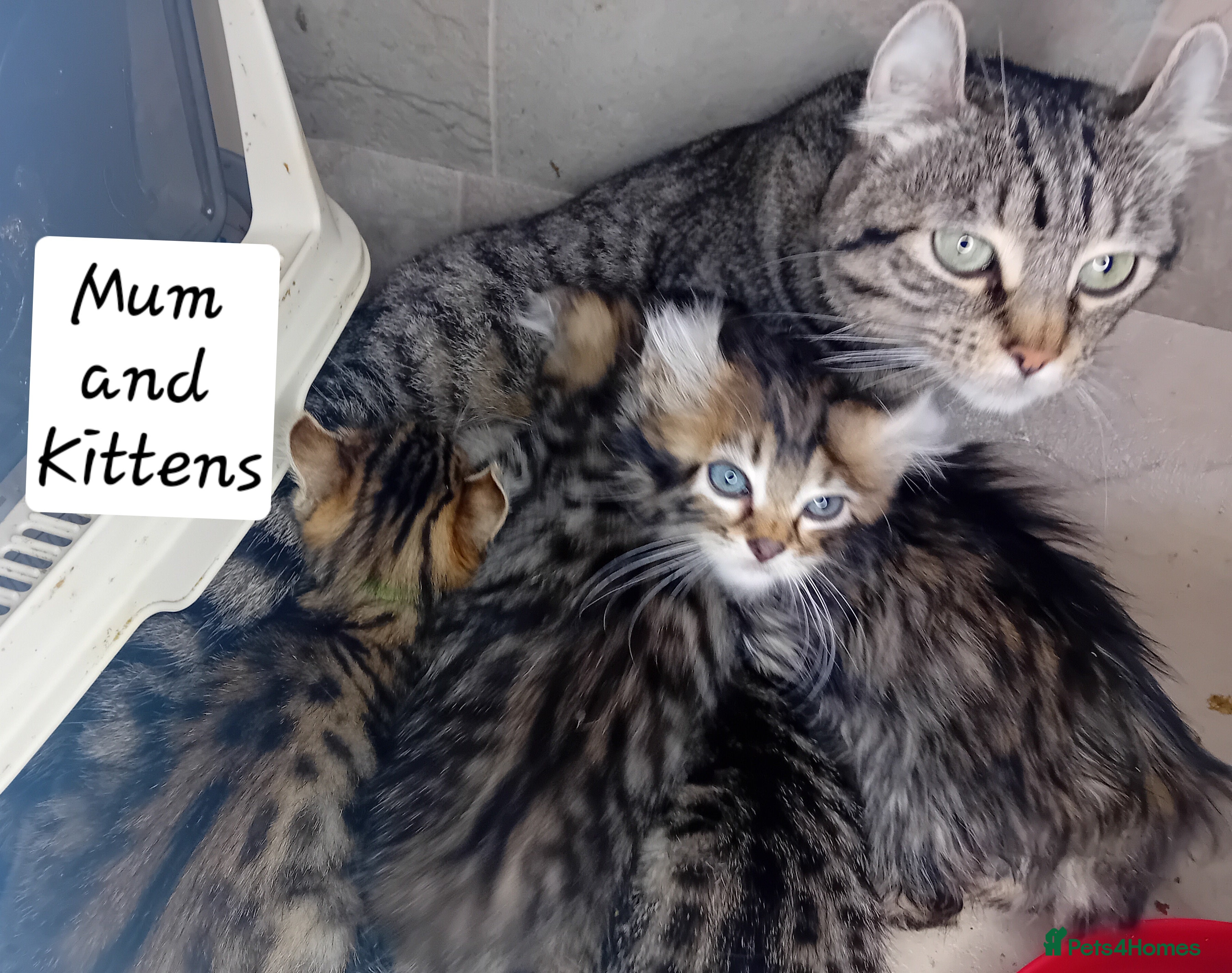 Bengal cats BengalX Ragdoll, American curl kittens - Advert 4