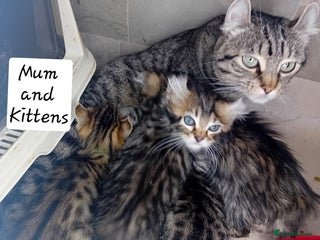 Bengal cats BengalX Ragdoll, American curl kittens - Advert 1