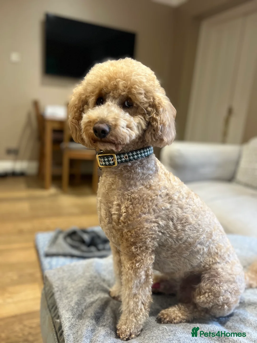 Miniature Poodle dogs for stud: KC Registered miniature poodle stud  - Advert 2